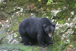 zwarte beer in Laredo Inlet | Kitasoo Spirit Bear Conservancy